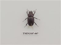 藏品(高砂鋸鍬形蟲)的圖片